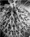 Busby Berkeley Underground Film Night: Footlight Parade (1933 ...