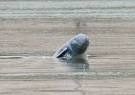Marvelling at the endangered Irrawaddy Dolphins in Kratie ...
