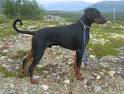 Doberman Pinscher Information and Pictures, Dob, Dobs