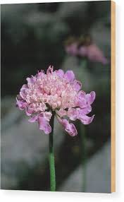 Image result for "Scabiosa dubia"