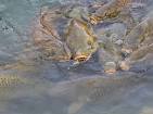 Big Mouth Carp Attack photo - Cheryl Meisel photos at pbase.