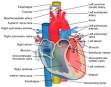 <b>Aorta</b> - Wikipedia, the free