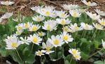 <b>Sanguinaria</b> canadensis