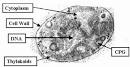 <b>Cyanobacteria</b>