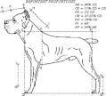 Pacifica Cane Corso, Breed Standard