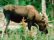 What is a herbivore?