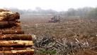 This is Forestry Commission land that is used to farm fast growing conifer - via Daymix