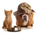 Las Vegas pet of the year contest seeking entries - Las Vegas ...