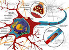 http://www.disabled-world.com/artman/uploads/brain-neuron-cell.jpg