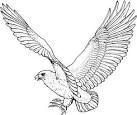Hawk coloring page