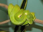 Bestand:Green Tree Python.jpg - Wikipedia