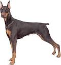 Doberman Pinscher | Dog breed world