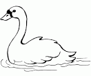Swan coloring page