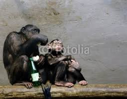 two monkeys of peter djukic, Royalty free stock photo #2920677 on ... - 400_F_2920677_kioQf7aBQAu0TM6Yo2M641lrK4Wmsy