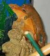 Crested Gecko - Wikipedia, the free encyclopedia