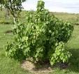 Black Currant Tree