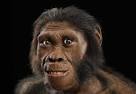 Part Ape, Part Human. A new ancestor emerges from the richest collection of ... - malapa-fossil-reconstruction-615