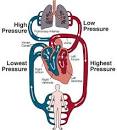 Congestive Heart Failure Prognosis, Symptoms, Stages, Causes ...
