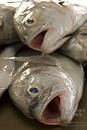Images of Belize: Fish Heads