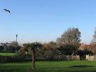 The fenced off areas contain herbacious borders leaving a lone palm in the - via Daymix