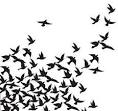 BlackBirds | Flickr - Photo Sharing!