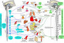 autonomic nervous system, sympathetic nervous system