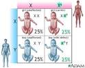 X-linked recessive genetic defects: MedlinePlus Medical ...