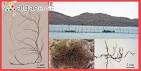 Gracilaria tenuistipitata C.F.Chang &amp; B.M.Xia :: Algaebase