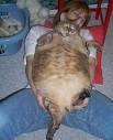 ugly cats in the world