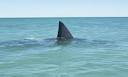 14-year-old girl beats up shark during attack // Current TV