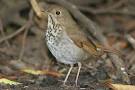 Hermit Thrush