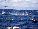 the sardine run south africa