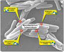 First-Line Treatment for Tuberculosis (TB), Drug-Resistant TB—A ...