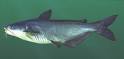 Blue Catfish - Freshwater Fish Facts