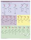 Amino acid - Wikipedia, the free encyclopedia