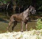 Apex Cane Corso Italiano - Apex's Magnus