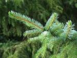 File:<b>Picea</b> omorika1.jpg