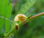 <b>Chamaecrista</b> nictitans (L.)