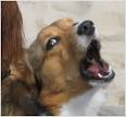 Stop Dog Barking