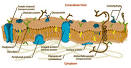 Cell <b>membranes</b> also contain