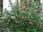 <b>Ribes</b> sanguineum var.