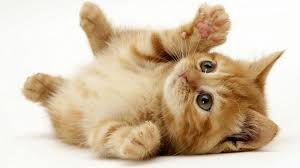 Image result for Cats