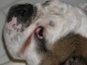 Cherry Eye in Bulldogs