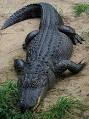 http://upload.wikimedia.org/wikipedia/commons/thumb/0/03/American_Alligator.jpg/250px-American_Alligator.jpg