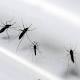Más de 20 casos del virus del Zika se registran en Santander - RCN Radio (blog)