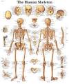 Anatomical Charts, Human Anatomy Chart, Muscle Anatomy Chart
