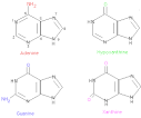 PURINES AND PYRIMIDINES
