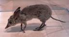 File:Pig-footed Bandicoot Pengo.jpg - Wikipedia, the free encyclopedia
