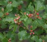 File:<b>Frangula</b> rupestris 2.jpg