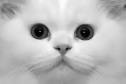 Persian Cats